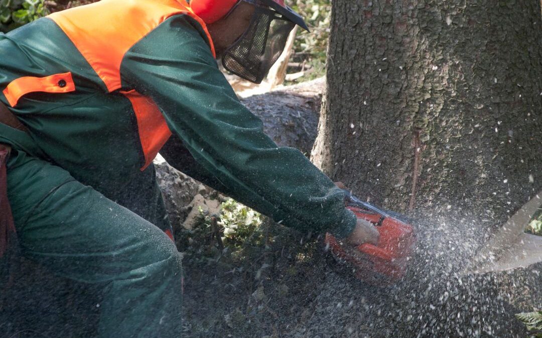 Aktuelles aus der Forst- und Holzindustrie